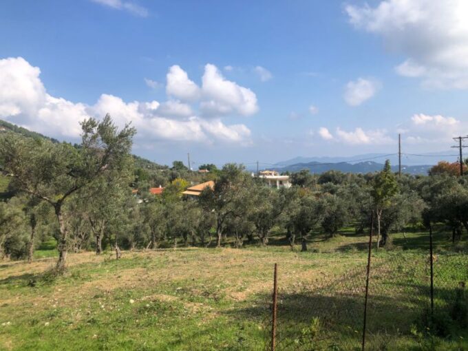 Beautiful Olive Grove for sale
